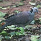 Don Wood Pigeon