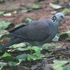 Don Wood Pigeon icône