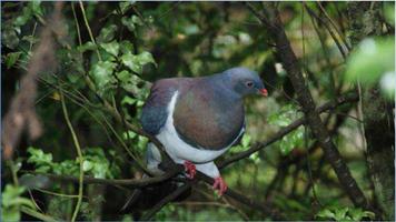 برنامه‌نما Don Wood Pigeon عکس از صفحه