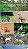 Don Wood Pigeon poster