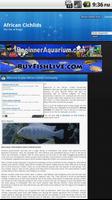 African Cichlids Pet of Kings Affiche