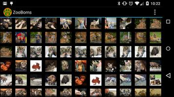 Zooborns for Android syot layar 2