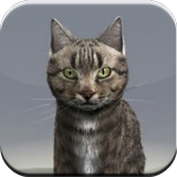 Talking Cat icon