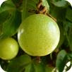Maracujá APK