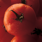 Tomato MD آئیکن