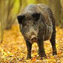 Feral Pig Damage APK