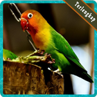 Kumpulan Kicau Lovebird Paud Gacor Terlengkap 아이콘