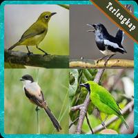 Kumpulan Top 1000 Kicau Burung Mp3 Terlengkap Affiche