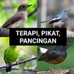 ”Suara Burung Betina