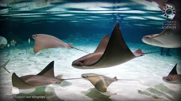 Stingrays Live-poster