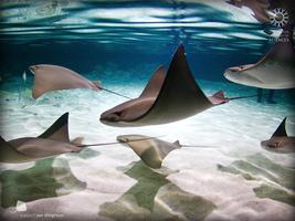 Stingrays Live ภาพหน้าจอ 2