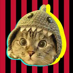 Sonidos de gato