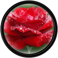 Flower [HD] Wallpapers