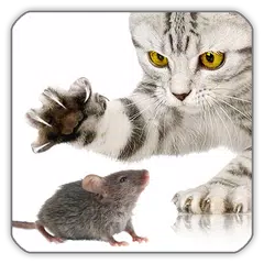 Mouse Game for Cat APK download