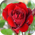 Roses - garden and grow icono