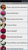 Poster Roses - garden and grow