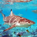 Sharks Pictures APK