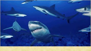 Sharks Pictures Affiche