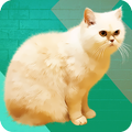 ”Cat Whistle Draw Cats
