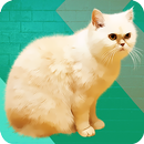 Cat Whistle Draw Cats APK