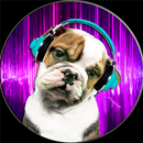 Tease Dog Sounds of Cat APK