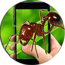 Ant Photo Simulator Prank APK