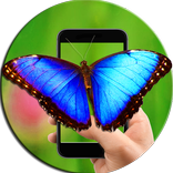 Butterfly On The Phone Screen