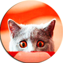 susto gatos sonidos gato APK