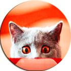 Scare Cats Sound Cat Prank icône