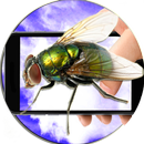 Fly Crawls Across Screen Photo APK