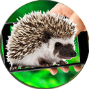 Hedgehog On Hands Screen Fun APK