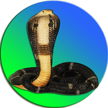 Snake On Screen Cobra Simulator