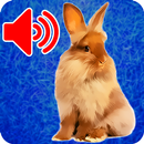 señuelo para una liebre sonidos cebo APK