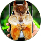 Squirrel On Hand Phone Prank icon