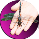 Dragonfly On Hand Simulator icon