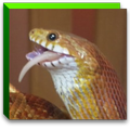 Reptile Navi