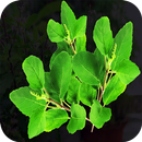 Tulsi ke Fayde APK