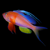 Fishes: Greater Caribbean APK