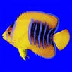 Fishes: East Pacific APK