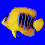 Fishes: East Pacific