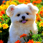 Dogs Wallpapers أيقونة