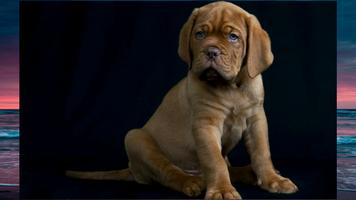 Dogs Wallpapers تصوير الشاشة 1