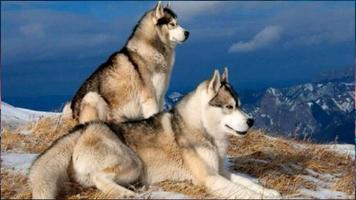 2 Schermata Dogs Wallpapers