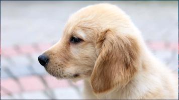 Dogs Wallpapers تصوير الشاشة 3