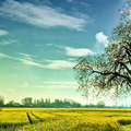 Fields Wallpapers