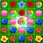 Blossom Crush أيقونة