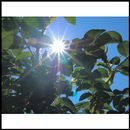 Photo Letterboxer APK