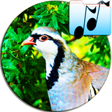 Sound Of Partridge Hunting Fun icon