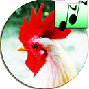 Sound Of Rooster Scare Cat Fun APK