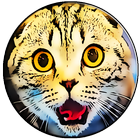 Ultrasound For Cats Joke icon